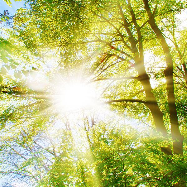 Sunlight filtering through the trees